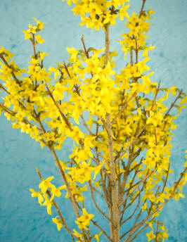 Forsythia shrub - easy from hardwood cuttings